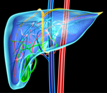 De lever zorgt voor 500 processen in het lichaam | Nederland Slank-1