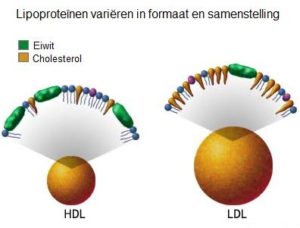 hdl-ldl-cholesterol-lipoproteïnen-300x228