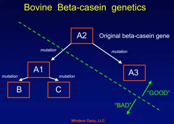 A1-en-A2-beta-caseïne-melk