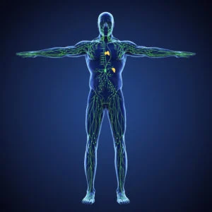 lymfesysteem