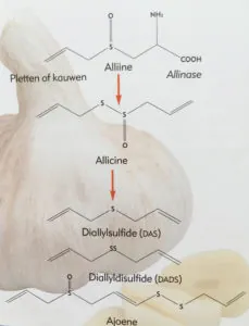 Allicine-in-knoflook