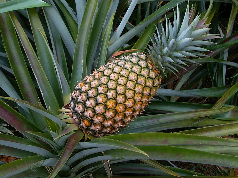 Een bijzondere drank met bromelaïne uit ananas