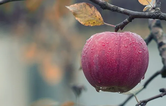 appel