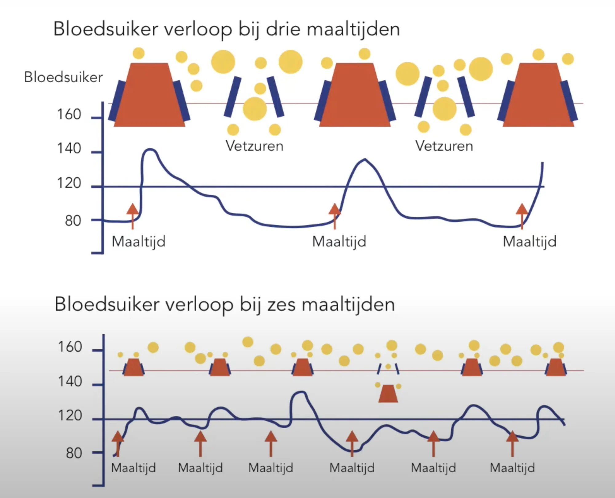 bloedsuikerverloop
