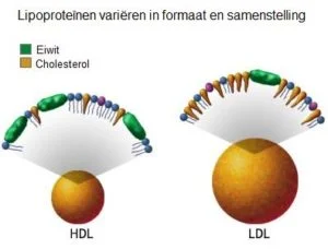 Cholesterol