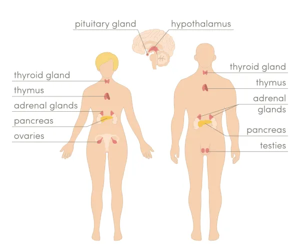 Hormonen gedrag en neurotransmitters