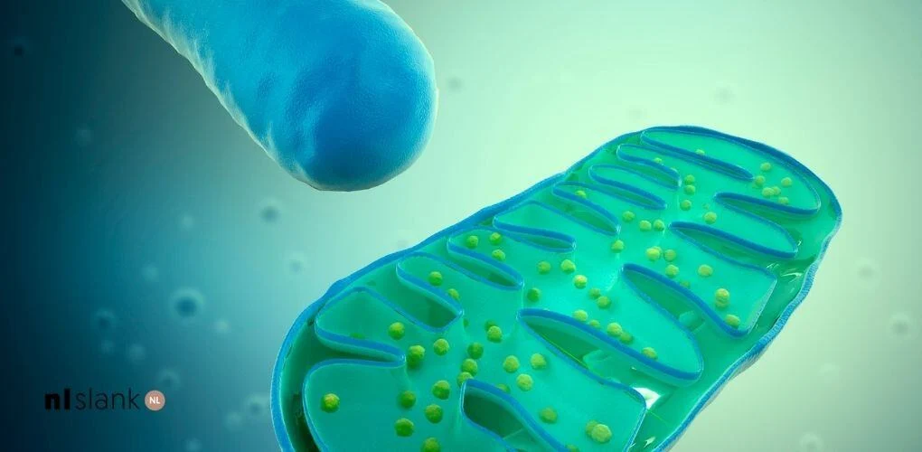 Mitochondriale disfunctie en jouw weg naar gezondheid met NLSlank
