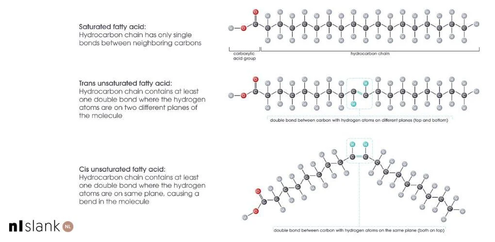 Molecuulformule van hoe verzadigd en onverzadigd vet eruit ziet: Diagram van molecuulstructuren die verzadigd en onverzadigd vet tonen | Nederland Slank 