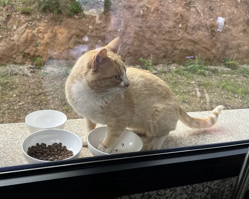 Een kater met smaak (en een boodschap)